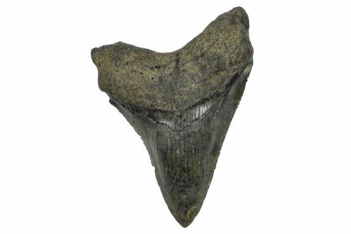 Serrated, Fossil Megalodon Tooth - South Carolina #372386